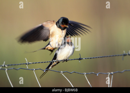 Barn Swallow (Hirundo rustica), coppia coniugata sulla recinzione, Portogallo Foto Stock