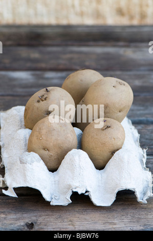 Rene internazionale di tuberi seme di patate, inizio raccolto principale , anche commercializzato come Jersey Royal, in un cartone uovo vassoio Foto Stock