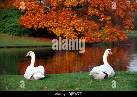 Cigno coppia sul bordo del lago in appoggio, in autunno, Germania Foto Stock