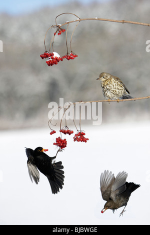 Merli (Turdus merula) e Mistle Tordo (Turdus viscivorus) - alimentazione su bacche rosse in inverno Foto Stock