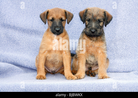 Westfalia / Westfalen Terrier, due cuccioli seduti in una fila, Germania Foto Stock