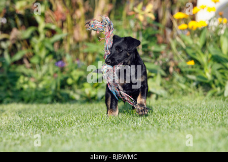 Westfalia / Westfalen Terrier, cucciolo giocando con rag di corda, Germania Foto Stock