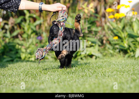 Westfalia / Westfalen Terrier, cucciolo giocando con rag di corda, Germania Foto Stock