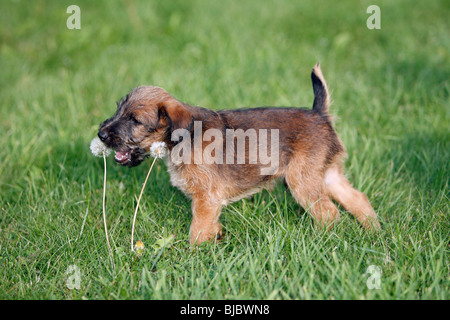 Westfalia / Westfalen Terrier, cucciolo giocando con fiore di tarassaco, Germania Foto Stock