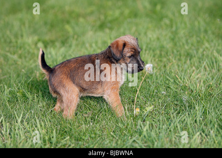 Westfalia / Westfalen Terrier, cucciolo giocando con fiore di tarassaco, Germania Foto Stock