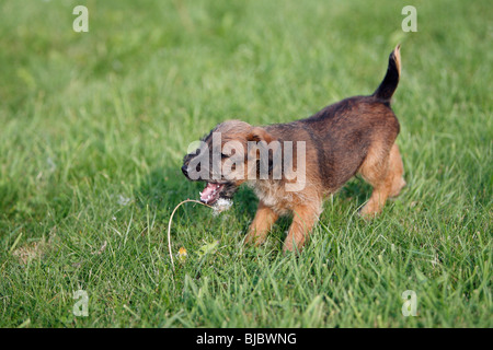 Westfalia / Westfalen Terrier, cucciolo giocando con fiore di tarassaco, Germania Foto Stock