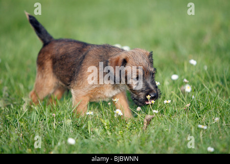 Westfalia / Westfalen Terrier, cucciolo giocando con fiore di tarassaco, Germania Foto Stock