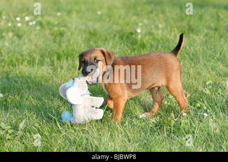 Westfalia / Westfalen Terrier, cucciolo giocando con il giocattolo di peluche, Germania Foto Stock