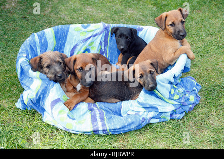 Westfalia / Westfalen Terrier, cinque cuccioli nel cestello, Germania Foto Stock