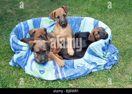 Westfalia / Westfalen Terrier, cinque cuccioli nel cestello, Germania Foto Stock