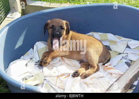 Westfalia / Westfalen Terrier, cucciolo nel cestello sbadigli, Germania Foto Stock