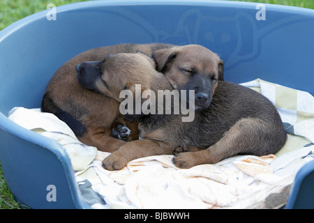 Westfalia / Westfalen Terrier, due cuccioli in cesto dormendo, Germania Foto Stock