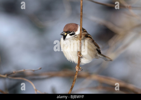 Tree Sparrow (Passer montanus), appollaiato sul ramo in inverno, Germania Foto Stock