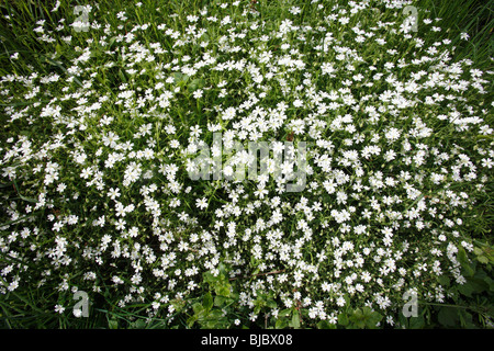 Maggiore Stitchwort (Stellaria holostea), fioritura in primavera, Germania Foto Stock