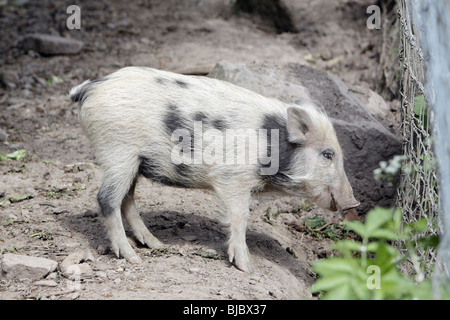 Europei di suini selvatici (Sus scrofa) - maialino con il bianco e nero Nascondi Foto Stock