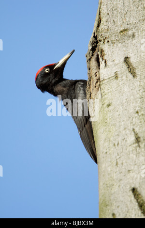 Picchio nero (Dryocopus martius), maschio seduti sul gambo di albero, Germania Foto Stock