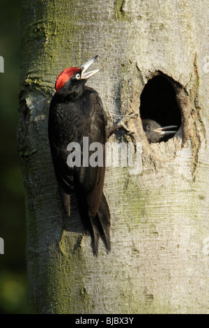 Picchio nero (Dryocopus martius), maschio chiamando per pulcini a nido ingresso, Germania Foto Stock