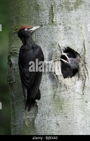 Picchio nero (Dryocopus martius), maschio con pulcino al nido ingresso, Germania Foto Stock