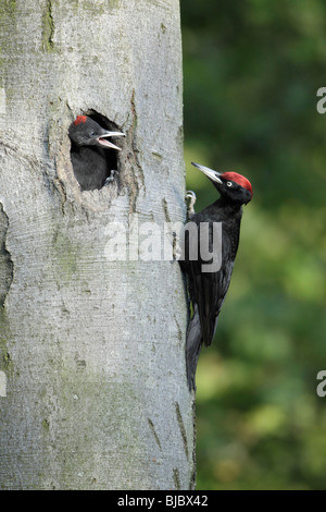 Picchio nero (Dryocopus martius), maschio con pulcino al nido ingresso, Germania Foto Stock