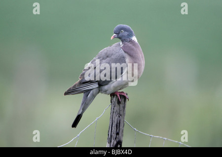 Il Colombaccio ( Columba palumbus), arroccato sul palo da recinzione, Germania Foto Stock