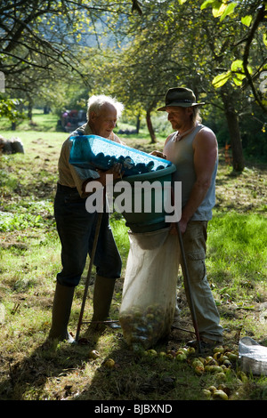 Il sidro di mele maker Frank Naish, invecchiato 85 Somerset raccogliendo il sidro di mele con Paolo Chant. Glastonbury, Somerset, Inghilterra. Foto Stock