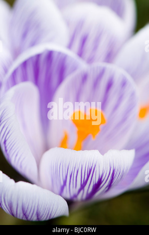 Chiudere fino al crocus vernus "Pickwick' in fiore in primavera a Cotswolds Foto Stock