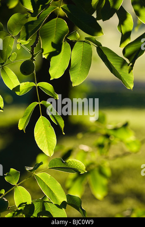 Foglie di noce Foto Stock