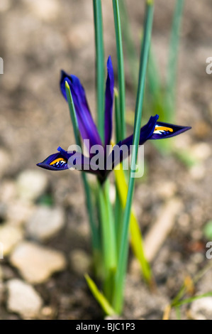 Iris reticulata, iris nana, in fiore in primavera a Cotswolds Foto Stock