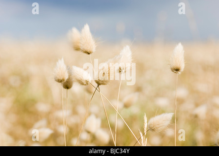 Lepre è di erba di coda (Lagurus ovatus) Foto Stock