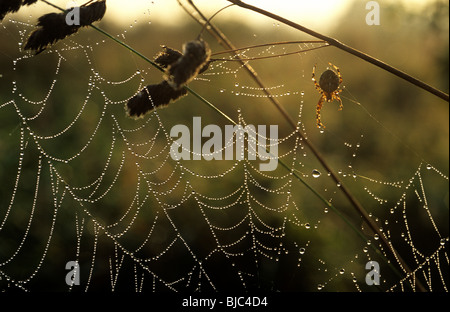 Un giardino spider (Araneus diadematus) su una rugiada laden presto sul web su una mattina autunnale, Devon Foto Stock