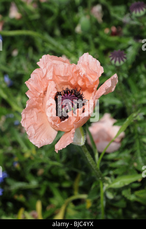 Testa di fiore rosa arrossata con gambo - Berkshire, Inghilterra, UK Foto Stock
