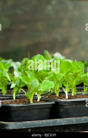 Pisum sativum 'Feltham prima', pisello, piantine in vasi in serra Foto Stock