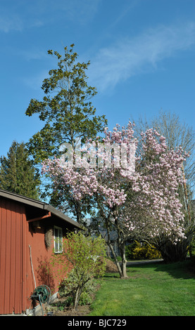 Magnolia soulangiana, piattino Magnolia, erroneamente chiamato Albero dei tulipani, Portland, O 100306 34947 Foto Stock