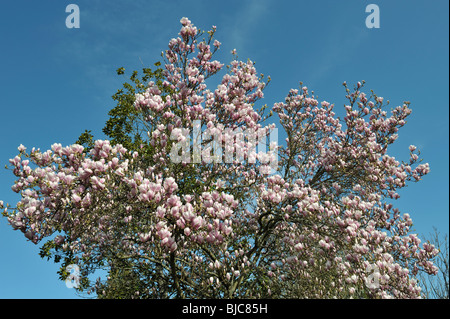 Magnolia soulangiana, piattino Magnolia, erroneamente chiamato Albero dei tulipani, Portland, O 100306 34949 Foto Stock