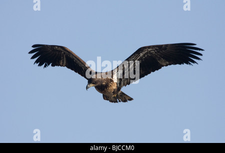 Immaturo aquila calva in volo Foto Stock