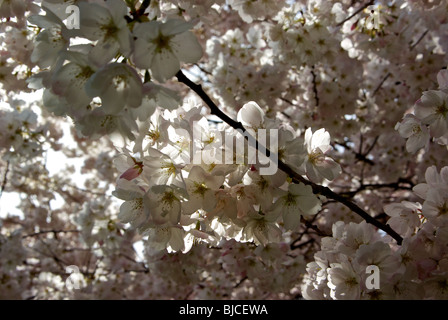 Delicato profusione di rosa bianco venato giapponese di fiori di ciliegio in un denso baldacchino di overhead di blumi Foto Stock