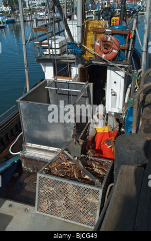 California, Half Moon Bay, Dungeness crab stagione, granchio di scarico da commerciali barca da pesca Foto Stock