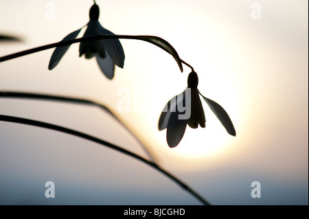 Snowdrops fioritura silhouette contro un sole invernale. Regno Unito Foto Stock