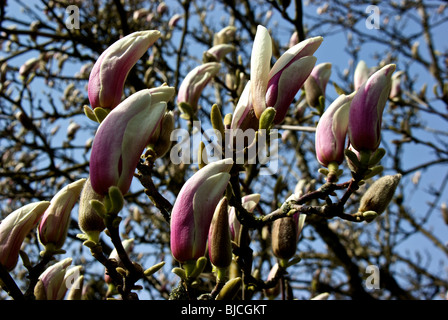 Rosa viola venato bianco fiori di magnolia pronto a fiorire dal tulip albero fioritura inizio primavera Foto Stock