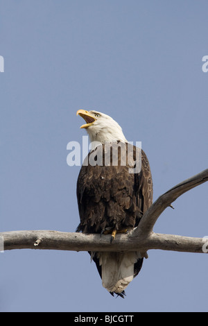 Appollaiato adulto aquila calva Foto Stock