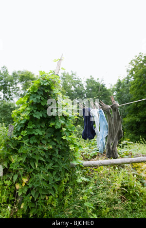 Calze essiccazione su vestiti-line Foto Stock