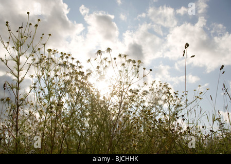 Fiori selvaggi contro il cielo nuvoloso Foto Stock