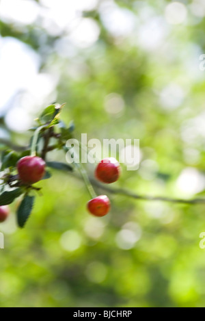 Ribes rosso (ribes rubrum) maturazione sul ramo Foto Stock