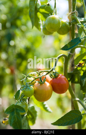 Pomodori maturazione sulla vite Foto Stock