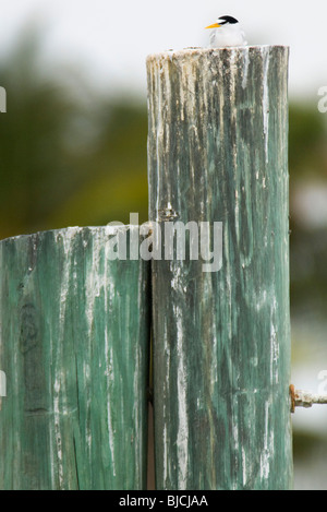 Almeno Tern (Sternula antillarum) in appoggio sul montante in legno Foto Stock