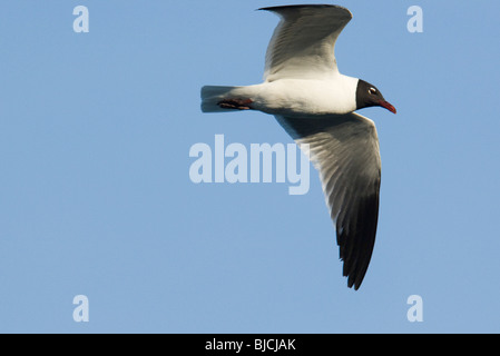 Ridendo Gabbiano (Leucophaeus atricilla) in volo Foto Stock