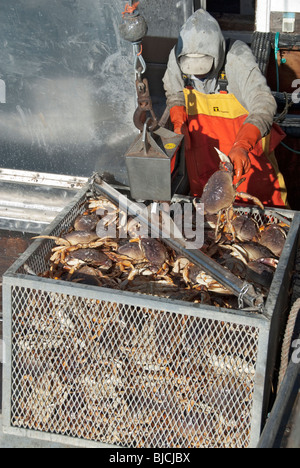 California, Half Moon Bay, Dungeness crab stagione, granchio di scarico da commerciali barca da pesca Foto Stock