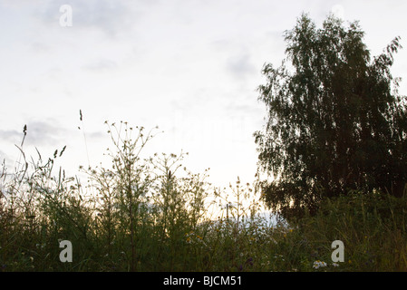 Fiori selvaggi contro il cielo pallido Foto Stock