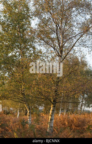 Argento di betulle nella luce della sera,New Forest Hampshire Foto Stock