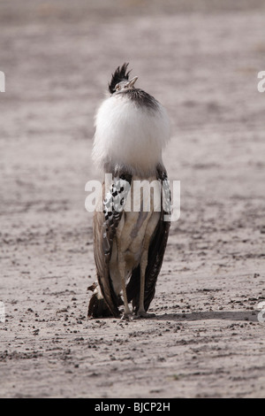 Kori maschio Bustard visualizzazione per attrarre un compagno Foto Stock